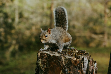 Squirrels in nature