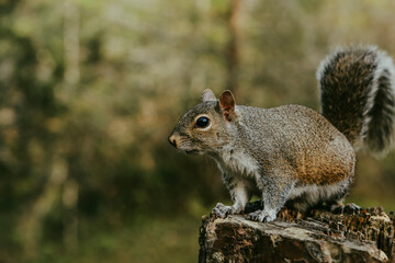 Naklejka na ściany i meble Squirrels in nature