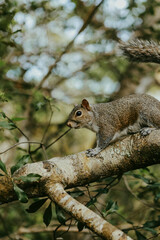 Naklejka na ściany i meble Squirrels in nature