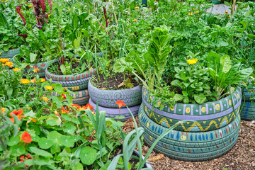 Edible plants planted in reused painted old tires in an urban vegetable garden, sustainable...