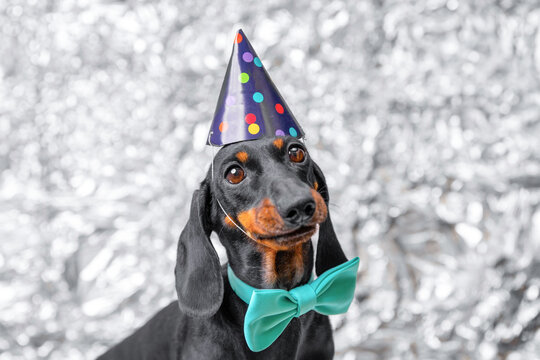 Portrait of cute dachshund dog in a birthday cap and bow tie obediently begging for a gift, a reward for good behavior Holiday party, pet in fancy clothes posing on steel background Gifts for puppies