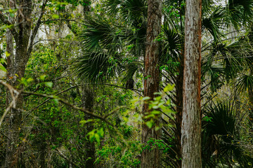 green forest in the morning