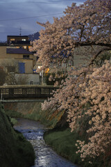 神戸　宇治川の夜桜