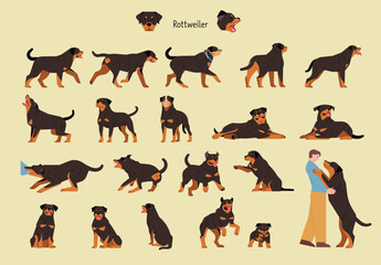 A set of various actions and poses of Rottweilers. flat vector illustration.