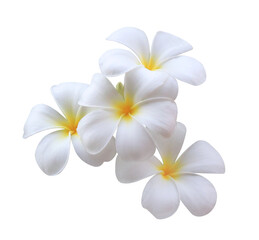  Plumeria or Frangipani or Temple tree flower. Close up single white-yellow plumeria flowers bouquet isolated on transparent background.