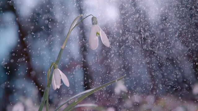 SLOW MOTION, CLOSE UP, DOF: A spring rain starts falling upon a gentle white snowbell flower. Small mist covers the flowers petals and leaves. Dewy mist drapes over the crisp fragile snowbell petals