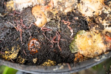 worms in compost pile. making a thermophilic compost with soil biology for fertilizer on a farm in a mesh ring in soil