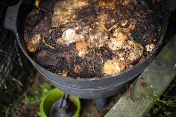 worms in the soil on a farm compost bin Holding soil in a hand, feeling compost in a field in Tasmania Australia.