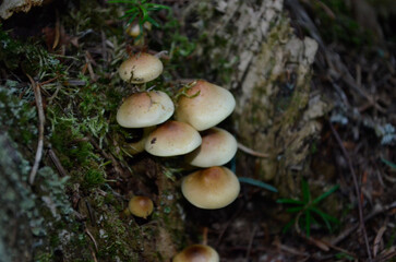 mushrooms in the forest
