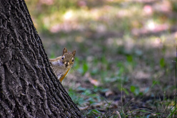 Inquisitive squirrel