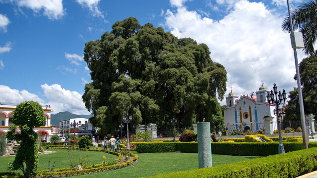 The Tule Tree in front of a small, colorful church, in Santa Maria del Tule, Oaxaca, Mexico