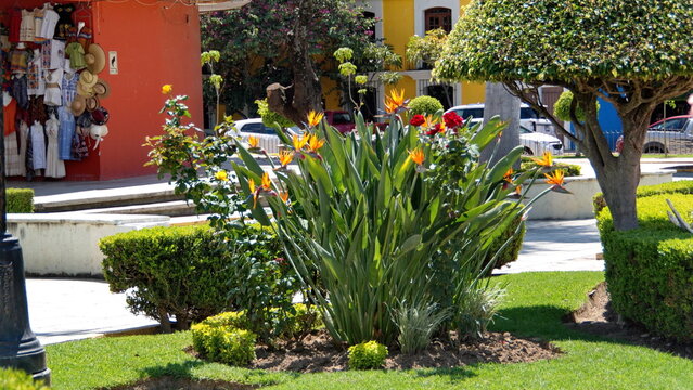 Bird of Paradise plant in the park in front of the Tule Tree, in Santa Maria del Tule, Oaxaca, Mexico