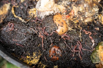 worms in a compost bin in a garden, microorganisms and soil biology, with nematodes and fungi under the microscope..