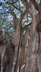 The trunk of the Tule Tree in Santa Maria del Tule, Oaxaca, Mexico