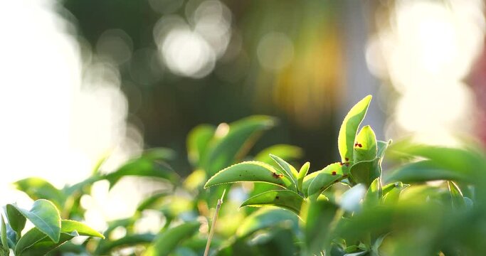 Green tea tree fresh leaves in eco herbal farm. Tree tea plantations in morning sun light. Freshness herbal natural garden farmland. Drinking organic relax heath plant. Green tea tree in farm