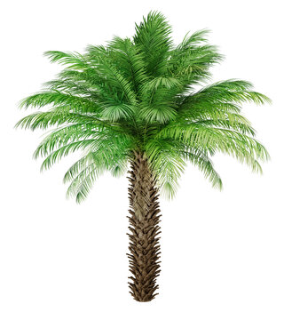 Date palm, Small Palm Tree. Wild date palm tree isolated