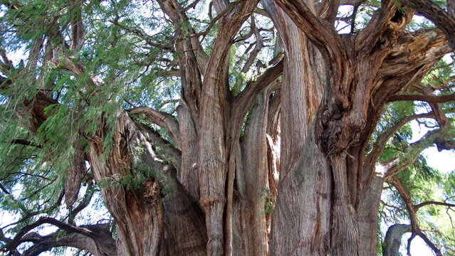The trunk of the Tule Tree in Santa Maria del Tule, Oaxaca, Mexico
