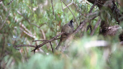 House sparrow (Passer domesticus) perched in the Tule Tree, in Santa Maria del Tule, Oaxaca, Mexico