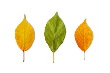 colorful  green yellow leaves texture in cutout transparent background,png format   