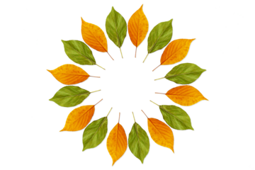 round frame of seamless colorful  green yellow orange leaves texture in cutout transparent background,png format   