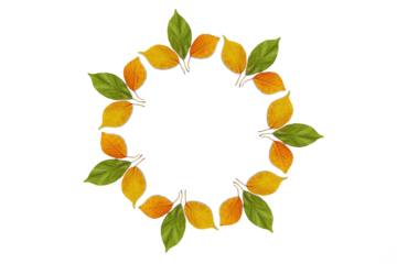 round frame of seamless colorful green yellow orange leaves texture in cutout transparent background,png format