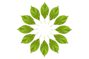 round frame of seamless colorful  green leaves texture in cutout transparent background,png format   