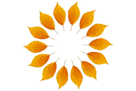 round frame of seamless colorful yellow orange leaves texture in cutout transparent background,png format