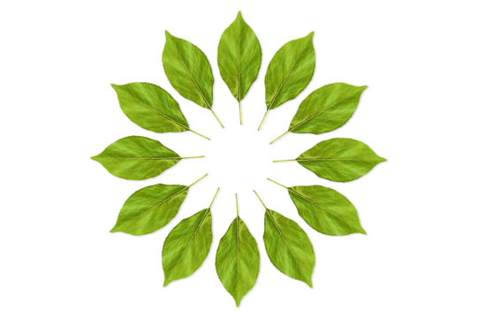 round frame of seamless colorful  green leaves texture in cutout transparent background,png format   