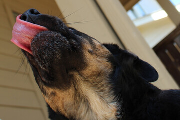 Dog with long tongue licking nose