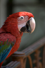 Guacamayas,rojas,azules,nos despiertan en la mañana con su algarabia!