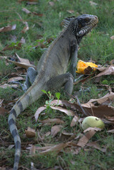 Iguanas,gentiles animales como venidos de la era prehistorica.