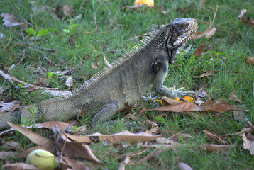 Iguanas,gentiles animales como venidos de la era prehistorica.