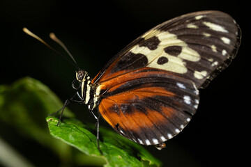 Tiger Longwing Butterfly