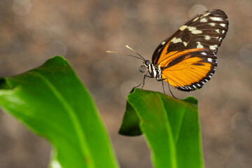 Tiger Longwing Butterfly