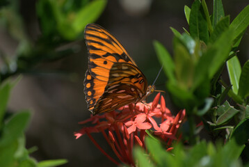Mariposas,graciles criaturas que nos alegran los dias con su gracioso vuelo.
