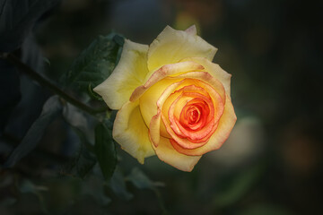Rose flower close up, dark background
