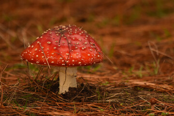 mushroom