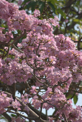 Flores,todo el año,ventajas de vivir en un pais tropical!
