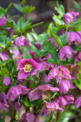 Naklejka premium Maroon pink hellebore flowers blooming in a winter garden 