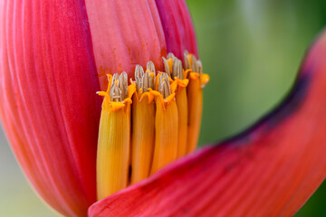 close up of tulip