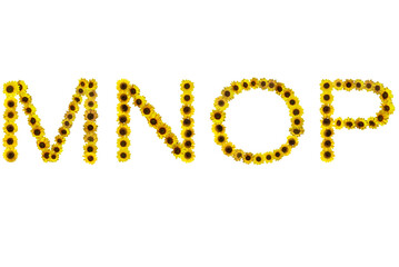 Image of sunflowers arranged in the letters MNOP, isolated on transparent background png file.