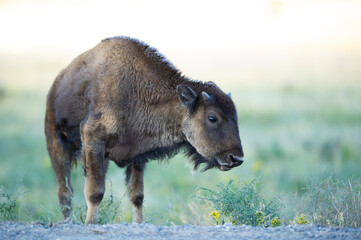 Immature bison at Yellowstone National Park