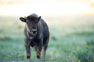 Immature bison at Yellowstone National Park