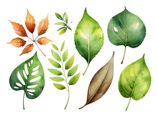 Set of watercolor leaves isolated on white background. Vector illustration.