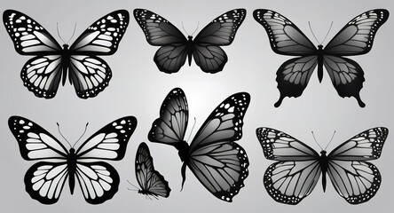 Butterflies set. Black and white butterflies. Vector illustration.