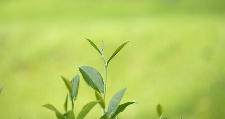 Green tea tree leaves field young tender bud herbal Green tea tree in camellia sinensis organic farm. Close up Fresh Tree tea plantations mountain green nature in herbal farm plant background morning