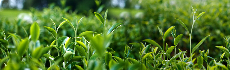 Banner Green tea tree leaves field young tender bud herbal Green tea tree in camellia sinensis organic farm. Panorama Fresh Tree tea leaf plant green nature in herbal farm background with Copy Space