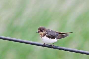 Barn swallow (Hirundo rustica) sitting on power line