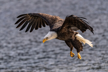 Bald eagle