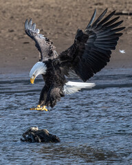 Bald eagle